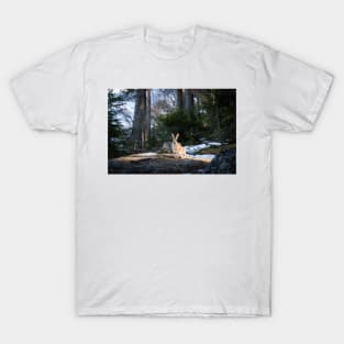 Lepus europaeus in the forest T-Shirt